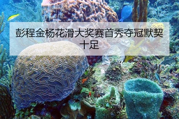 彭程金杨花滑大奖赛首秀夺冠默契十足